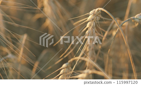 Harvest season. Grain ears ripen in the field in the rays of the rising sun. Harvest and harvesting concept. Rack focus. 115997120