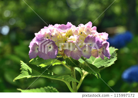 Hydrangea flower 115997172