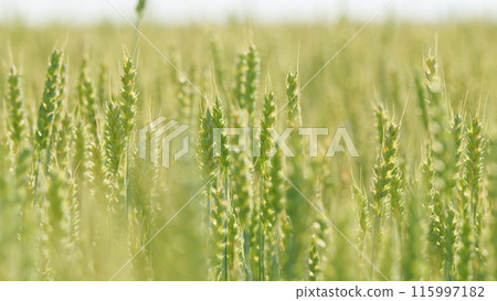 Long wheat stalks swaying as a gentle summer breeze. Field of ripening wheat. Agriculture concept. Close up. 115997182