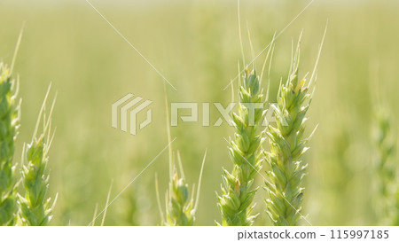 Sunlight bathing idyllic field of wheat swaying in wind. Ripening wheat field at summer day. Close up. Sunlight bathing idyllic field of wheat swaying in wind. Ripening wheat field at summer day. Close up. 115997185