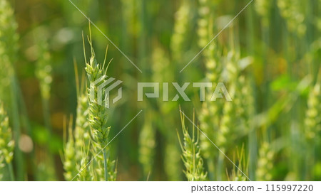 Ripe stakes agrobusiness field. Golden wheat field in sunset sun at summer time. Wheat ears in sun. Close up. Ripe stakes agrobusiness field. Golden wheat field in sunset sun at summer time. Wheat ears in sun. Close up. 115997220