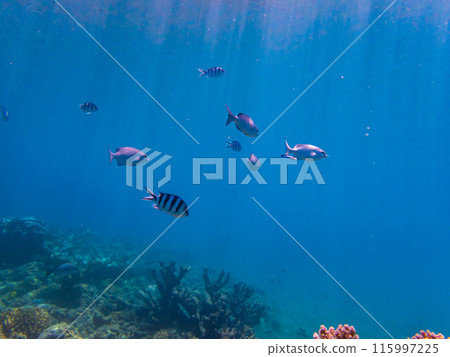 小笠原群島、父島、藍色的大海和魚 115997225