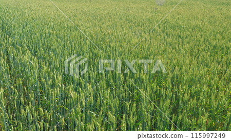 Countryside over a field of wheat. Agricultural field of yellow green barley wheat in wind. Pan. Countryside over a field of wheat. Agricultural field of yellow green barley wheat in wind. Pan. 115997249