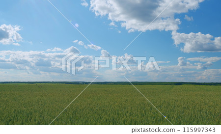 Landscape. Green ear in a field of unripe wheat. Green-yellow wheat field and blue sky with clouds. Wide shot. Landscape. Green ear in a field of unripe wheat. Green-yellow wheat field and blue sky with clouds. Wide shot. 115997343
