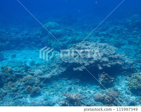 Ogasawara Islands, Chichijima, Coral Reef 115997349