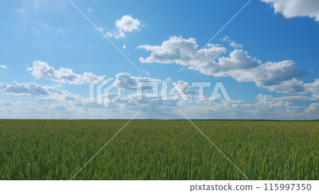 Ears of green wheat at afternoon. Ripening wheat field at summer day. Afternoon blue sky and clouds. Wide shot. 115997350