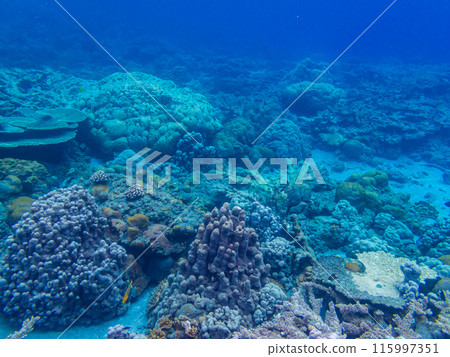 Ogasawara Islands, Chichijima, Coral Reef 115997351