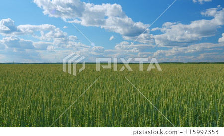 Bright spring landscape on a sunny day, blue sky as background. Harvest and harvesting concept. Wide shot. Bright spring landscape on a sunny day, blue sky as background. Harvest and harvesting concept. Wide shot. 115997353