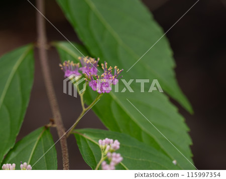 Komurasaki flowers Komurasaki flowers 115997354