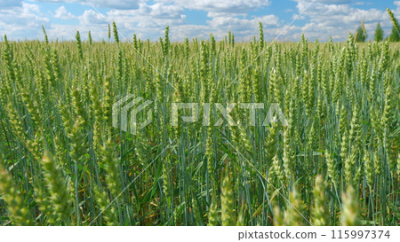 Green agricultural wheat field waving in the wind against a blue sky with clouds. Wide shot. 115997374