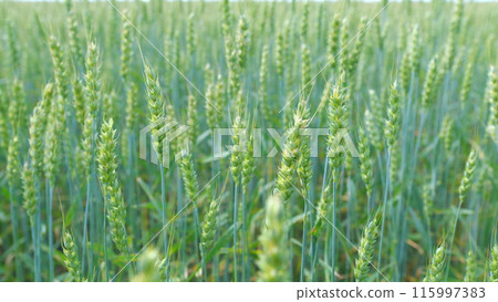 Young green ears of wheat. Farmer wheat field. Agriculture. Spring harvest. Selective focus. 115997383