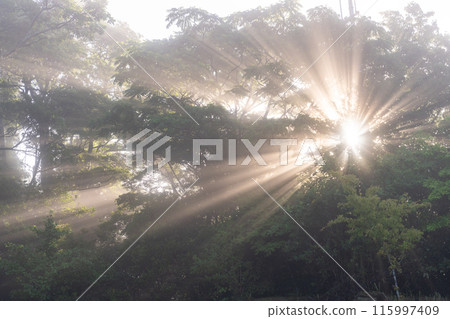 Forest light and misty dawn Forest light and misty dawn 115997409