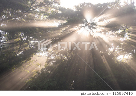 森林中的光芒,晨霧中的黎明 森林中的光芒,晨霧中的黎明 115997410