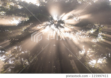 森林中的光芒,晨霧中的黎明 森林中的光芒,晨霧中的黎明 115997411