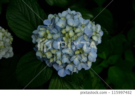 Hydrangea flower Hydrangea flower 115997482