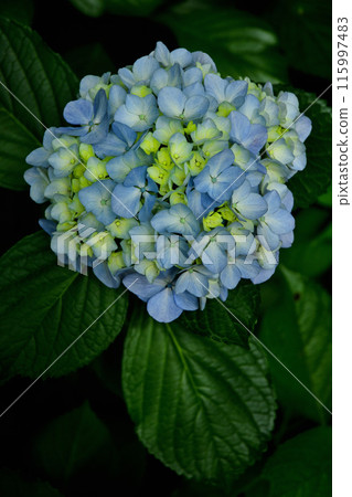 Hydrangea flower Hydrangea flower 115997483