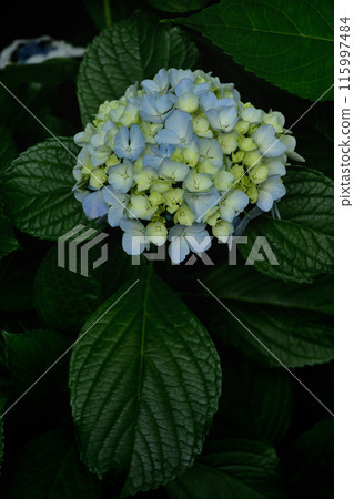Hydrangea flower Hydrangea flower 115997484