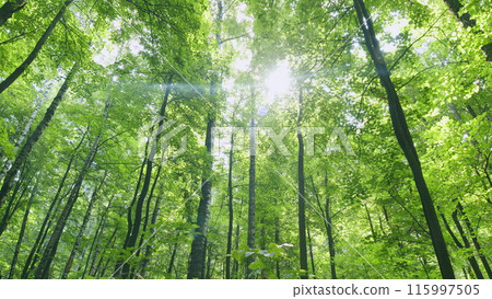 Wind in a summer birch forest at day. Fairy forest, untouched deciduous forest. Time lapse. Wind in a summer birch forest at day. Fairy forest, untouched deciduous forest. Time lapse. 115997505