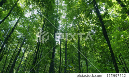Beautiful sun shine in sunny early autumn deciduous forest. Time lapse. 115997512