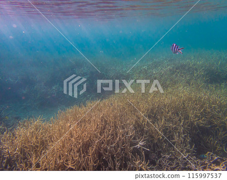 小笠原群島、父島、陽光照耀的大海 115997537