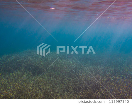 Ogasawara Islands, Chichijima: The ocean bathed in sunlight 115997540