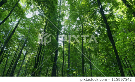 Green deciduous trees. Beautiful nature green landscape. Time lapse. 115997542