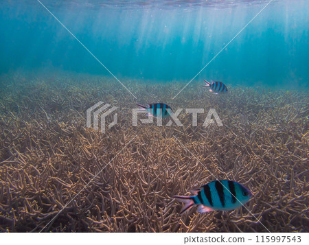 Ogasawara Islands, Chichijima: The ocean bathed in sunlight 115997543