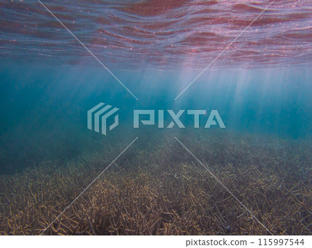 Ogasawara Islands, Chichijima: The ocean bathed in sunlight 115997544