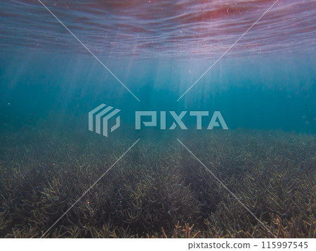 小笠原群島、父島、陽光照耀的大海 115997545