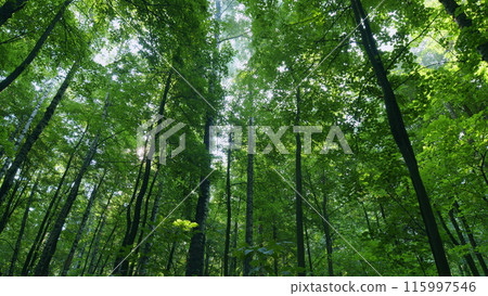 Deciduous green deep forest in summer. Scenic forest beautifully lit by warm rays of delicate sun. Time lapse. Deciduous green deep forest in summer. Scenic forest beautifully lit by warm rays of delicate sun. Time lapse. 115997546