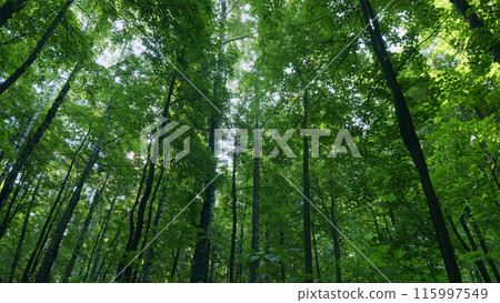 Summer green forest with birch trees. Panorama of a green summer forest. Time lapse. Summer green forest with birch trees. Panorama of a green summer forest. Time lapse. 115997549