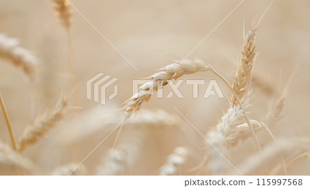 Natural golden wheat field. Sun illuminates wheat crops. Wheat field in idyllic nature in golden rays of sunset. Close up. Natural golden wheat field. Sun illuminates wheat crops. Wheat field in idyllic nature in golden rays of sunset. Close up. 115997568