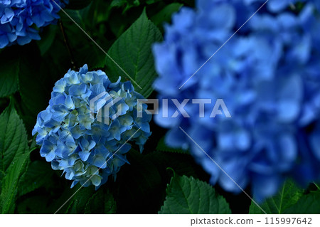 繡球花 115997642