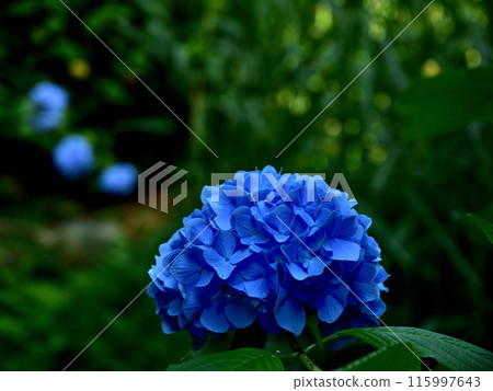 Hydrangea flower Hydrangea flower 115997643