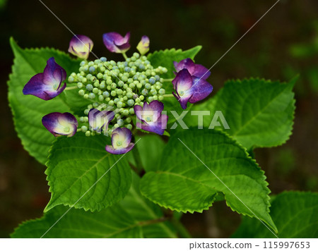 Hydrangea flower Hydrangea flower 115997653