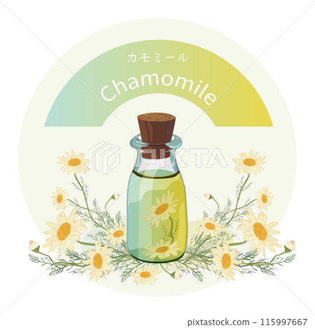 洋甘菊和洋甘菊精油瓶，芳香植物，香氣 115997667