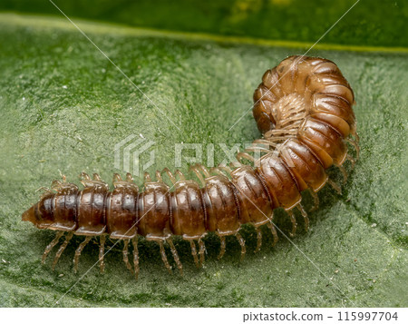 Centipede crawling on green leaf 115997704