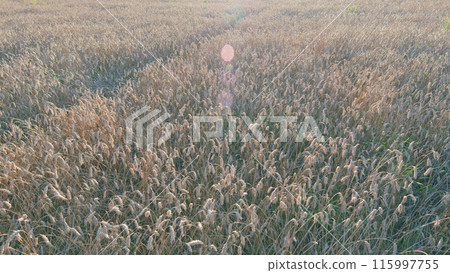 Ears of golden wheat at sunset. Golden wheat field over blue sky at summer day. Wheat ears in sun. Wide shot. Ears of golden wheat at sunset. Golden wheat field over blue sky at summer day. Wheat ears in sun. Wide shot. 115997755
