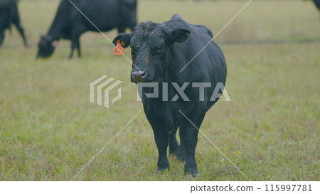 Adult black cow eating grass in a meadow. Cute black cow in pasture. Selective focus. 115997781