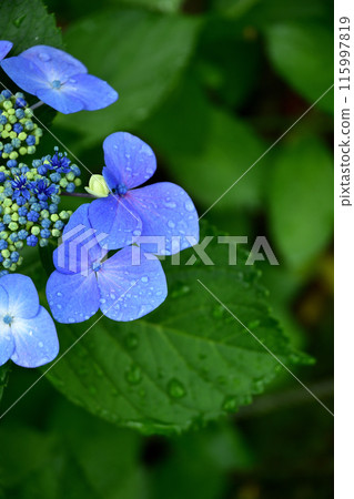 Hydrangea flower Hydrangea flower 115997819
