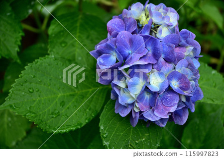 Hydrangea flower 115997823