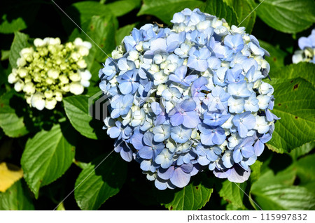 繡球花 繡球花 115997832