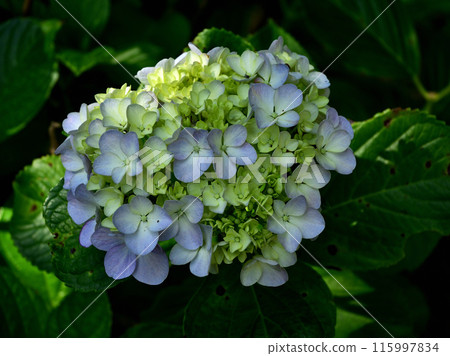 繡球花 115997834