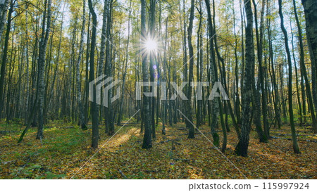 Autumn forest panorama. Autumnal forest with bright sun shining through trees. Timelapse. 115997924