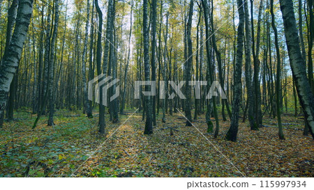 Beautiful sunbeams in magic autumn forest. Trees in forest in autumn on sunny day. Wide shot. 115997934