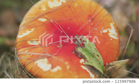 Fly-agaric in a autumn forest. Mushroom red fly agaric amanita muscaria in natural environment. Close up. 115997986