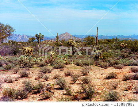 Central Sonora Desert Arizona Central Sonora Desert Arizona 115997992