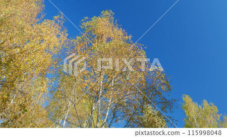 Autumn sky. Wide colorful panorama of a gorgeous park in autumn. Low angle view. 115998048
