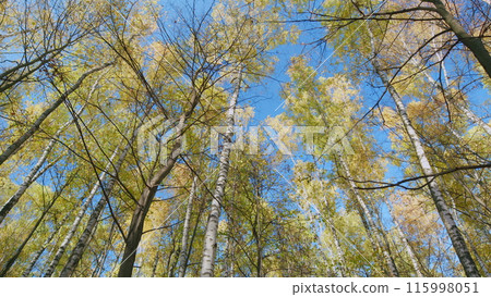 Autumn forest panorama. Autumnal forest with bright sun shining through trees. Wide shot. 115998051