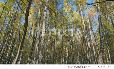Rising sun enchants a deciduous forest with vibrant gold colors. Beautiful autumn foliage. Wide shot. 115998052